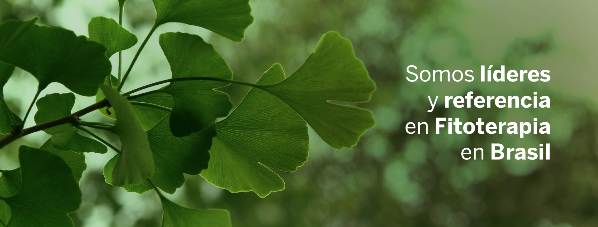 Herbarium Laboratório Botânico