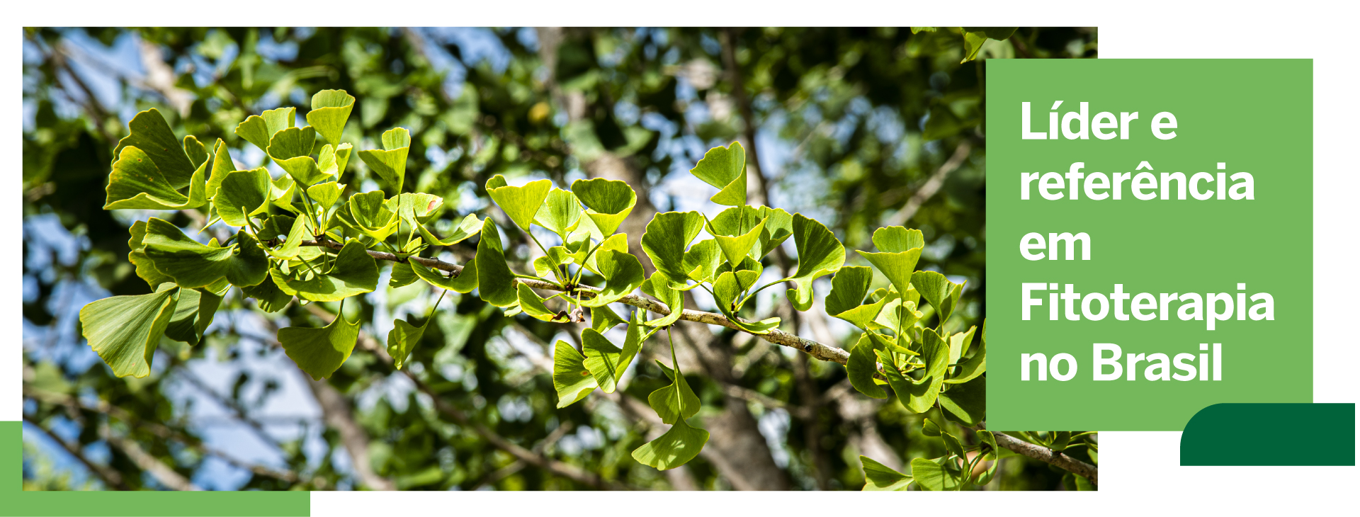 Herbarium Laboratório Botânico
