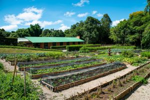 Horta orgânica no Eco-Parque