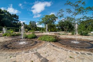 Jardim medicinal com diversas plantas
